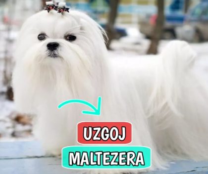 Uzgoj Maltezera