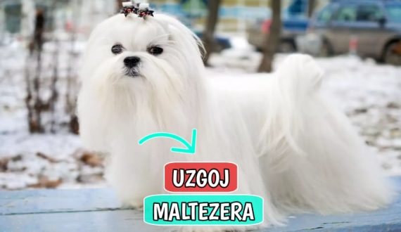 Uzgoj Maltezera