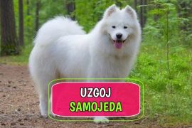 Uzgoj Samojeda