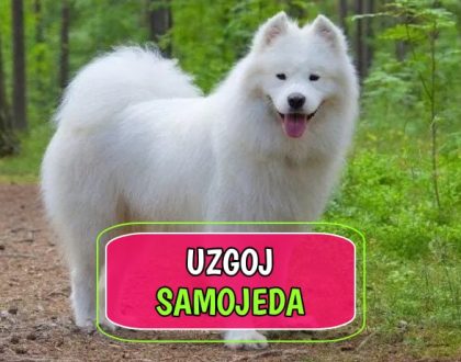Uzgoj Samojeda