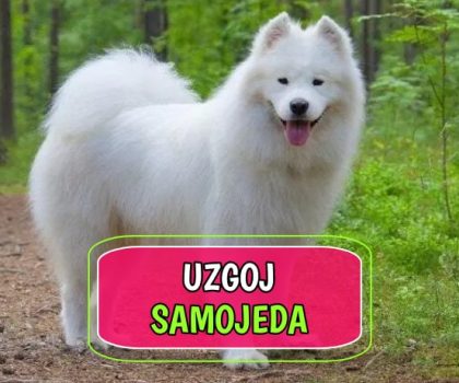 Uzgoj Samojeda