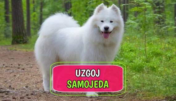 Uzgoj Samojeda