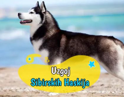 Uzgoj Sibirskih Haskija