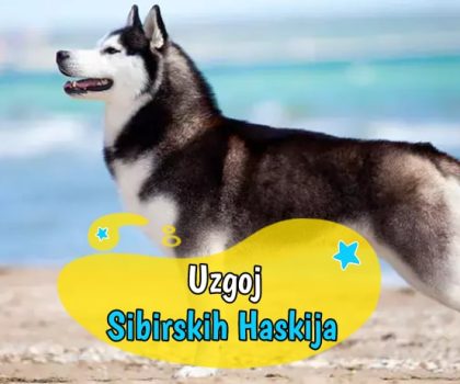 Uzgoj Sibirskih Haskija