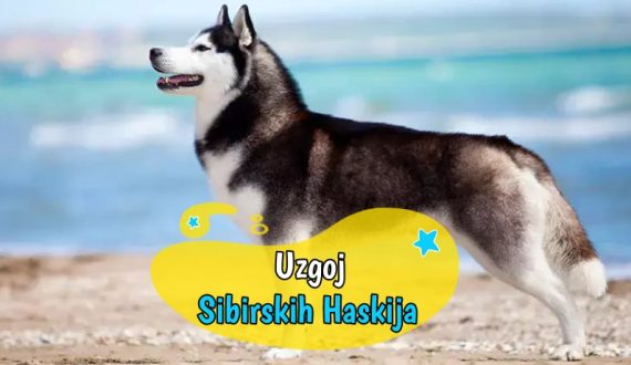 Uzgoj Sibirskih Haskija