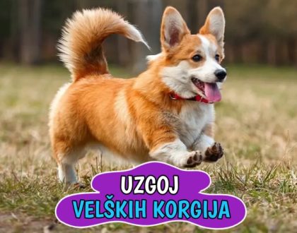 Uzgoj Velških Korgija