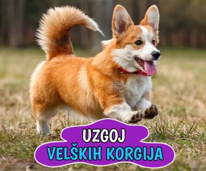 Uzgoj Velških Korgija