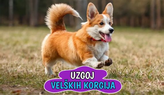 Uzgoj Velških Korgija