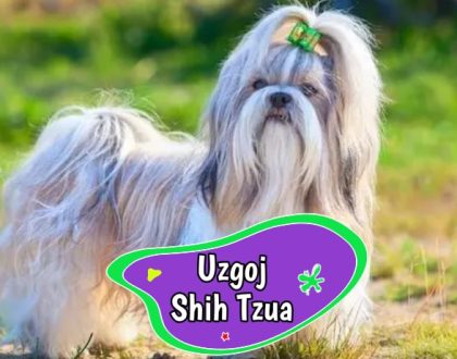 uzgoj shih tzua