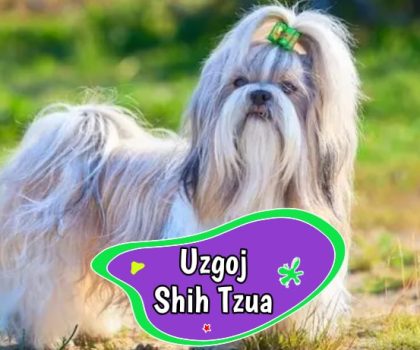 uzgoj shih tzua