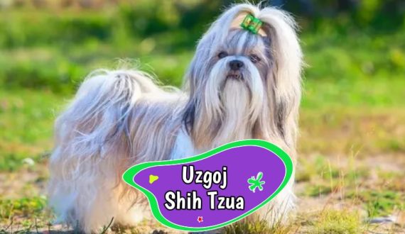 uzgoj shih tzua