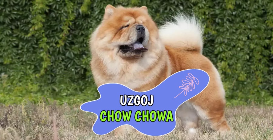 Uzgoj Chow Chowa