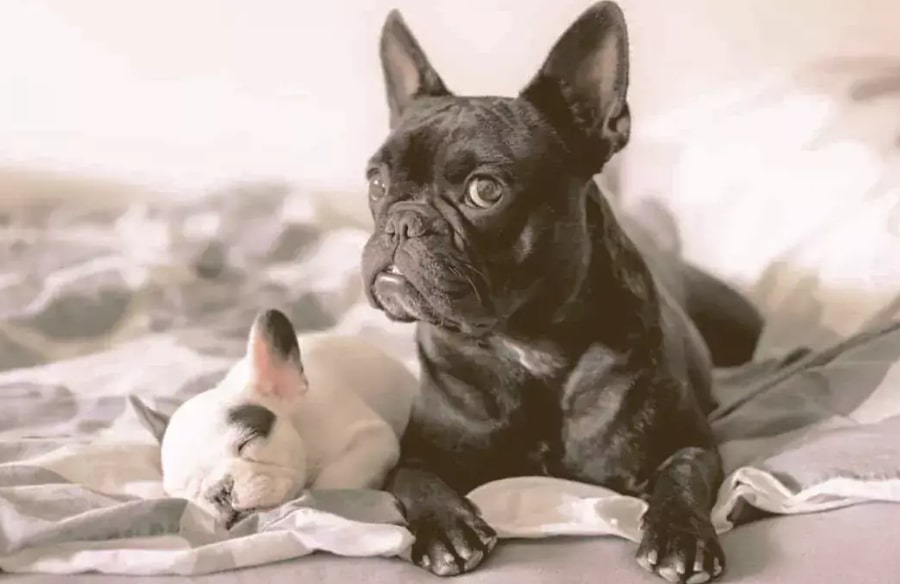 budućnost uzgoja fancuskih buldoga budućnost uzgoja fancuskih buldoga