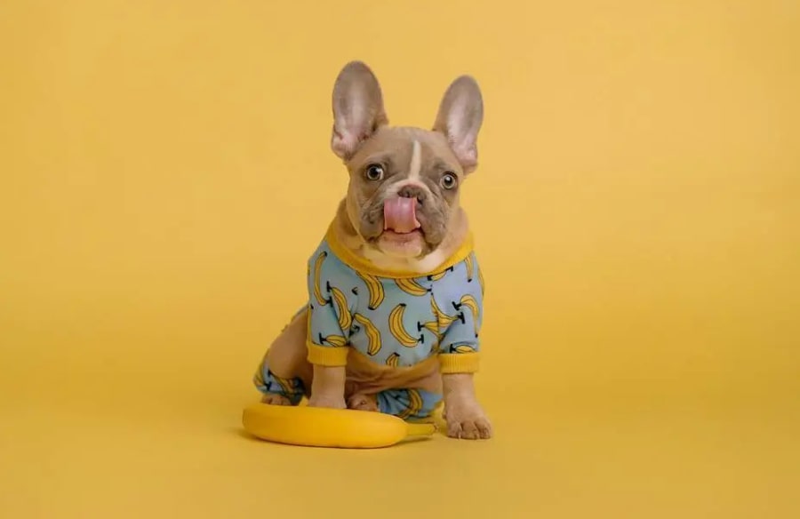 popularnost francuskih buldoga popularnost francuskih buldoga