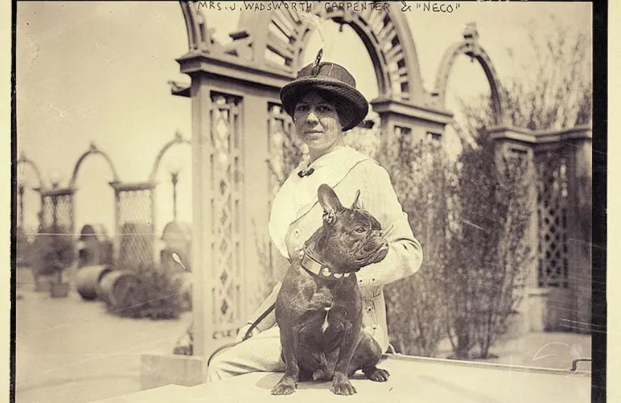 povijest francuskih buldoga povijest francuskih buldoga