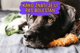 Kako znati je li pas bolestan
