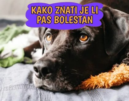 Kako znati je li pas bolestan