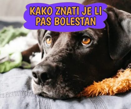 Kako znati je li pas bolestan