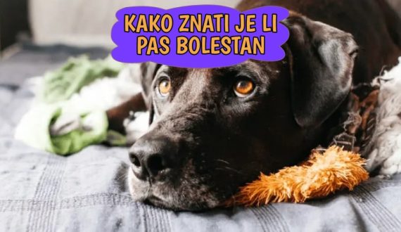 Kako znati je li pas bolestan