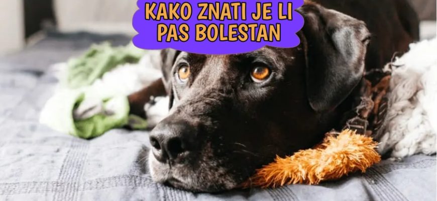 Kako znati je li pas bolestan