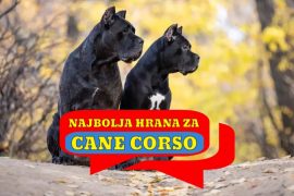 Najbolja hrana za Cane Corso