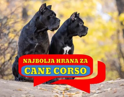 Najbolja hrana za Cane Corso