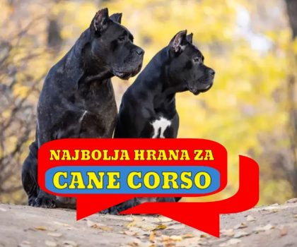 Najbolja hrana za Cane Corso