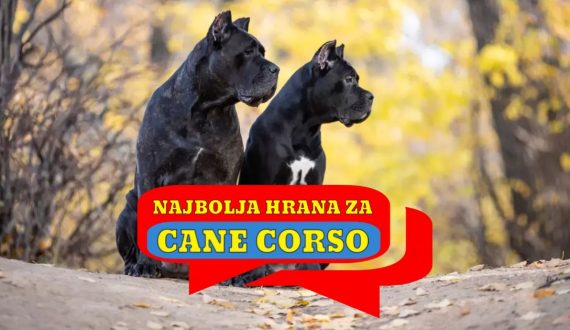 Najbolja hrana za Cane Corso