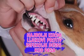 Najbolji kućni lijekovi protiv infekcije desni kod pasa
