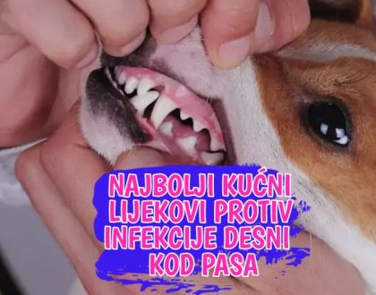 Najbolji kućni lijekovi protiv infekcije desni kod pasa