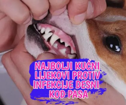 Najbolji kućni lijekovi protiv infekcije desni kod pasa