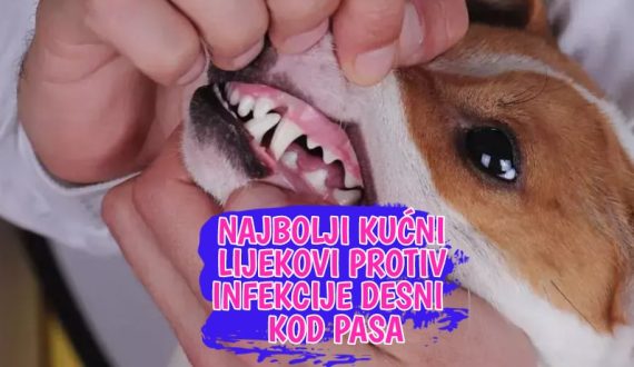 Najbolji kućni lijekovi protiv infekcije desni kod pasa