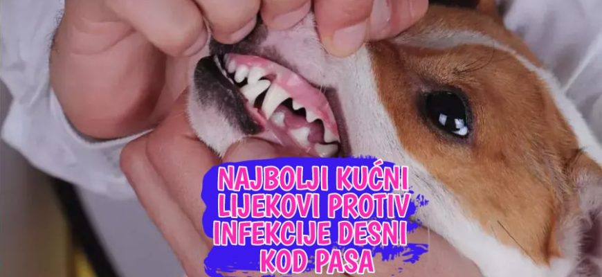 Najbolji kućni lijekovi protiv infekcije desni kod pasa