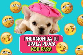 Pneumonija ili upala pluća kod pasa