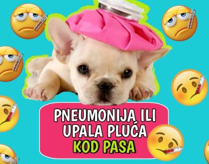 Pneumonija ili upala pluća kod pasa