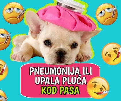 Pneumonija ili upala pluća kod pasa
