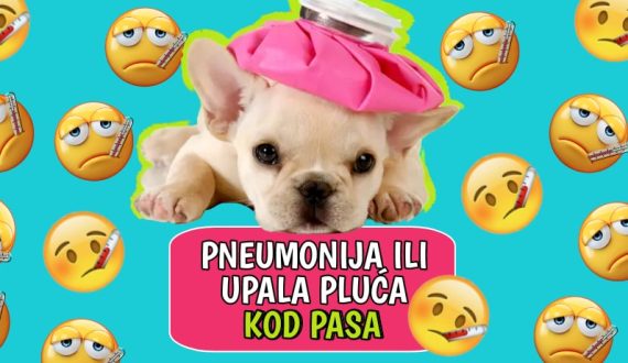Pneumonija ili upala pluća kod pasa