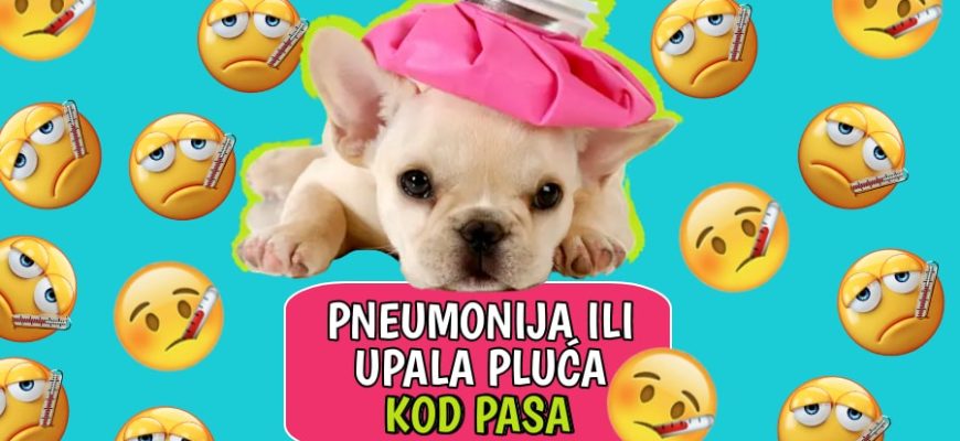 Pneumonija ili upala pluća kod pasa