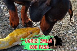 Ugrizi zmija kod pasa