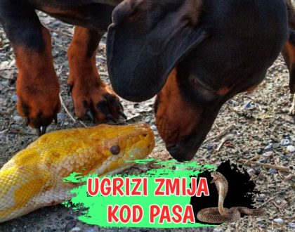 Ugrizi zmija kod pasa
