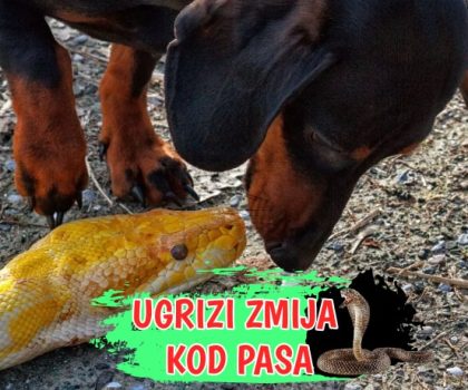 Ugrizi zmija kod pasa