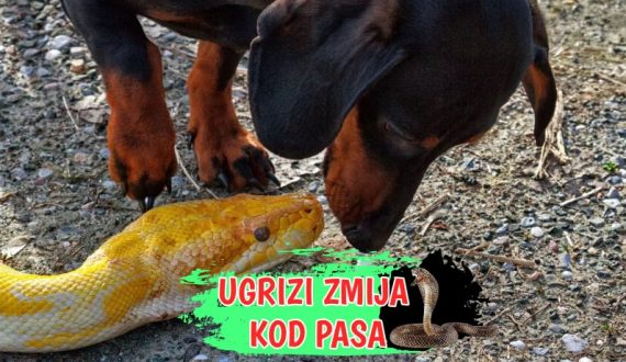 Ugrizi zmija kod pasa