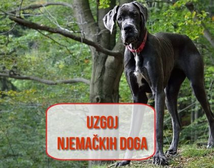Uzgoj Njemačkih Doga
