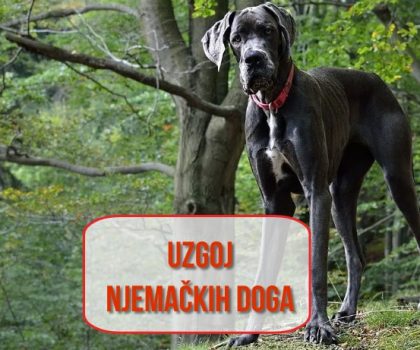 Uzgoj Njemačkih Doga