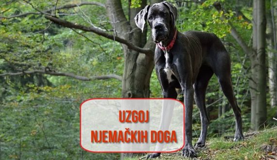 Uzgoj Njemačkih Doga