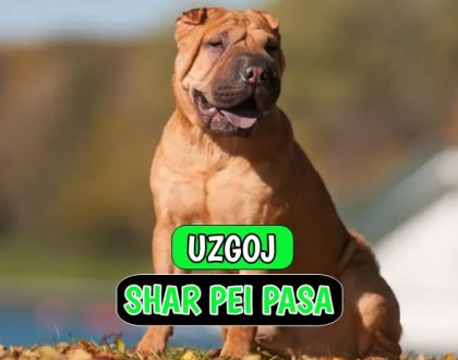 Uzgoj Shar Pei Pasa