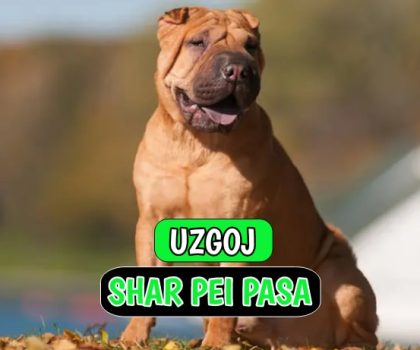 Uzgoj Shar Pei Pasa