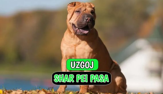 Uzgoj Shar Pei Pasa