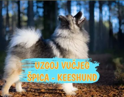 Uzgoj vučjeg špica - Keeshund