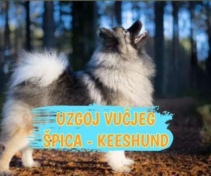 Uzgoj vučjeg špica - Keeshund